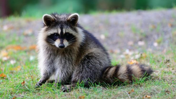 小浣熊的古往今生，你想不到它有多神奇！