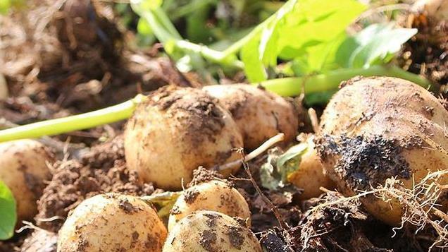 土豆高产秘诀，这几点才是产量关键，土豆结的又大又多，产量翻番