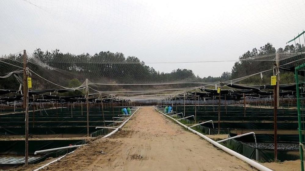 牛蛙养殖需合理投喂，节省成本又高效，投喂技巧有哪些？