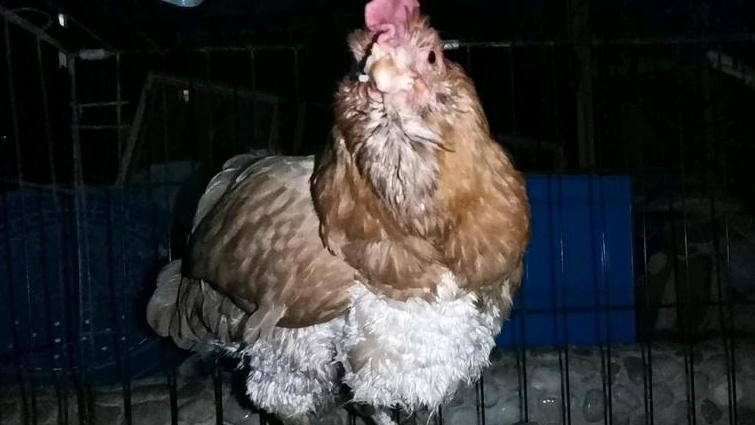 饲料投喂方式有讲究，定时定量，鸡群消化好