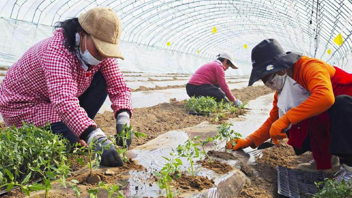 番茄微咸水浇灌耐受性研究，盐碱地灌溉水矿化度影响分析，液氮速冻锁鲜技术参数优化