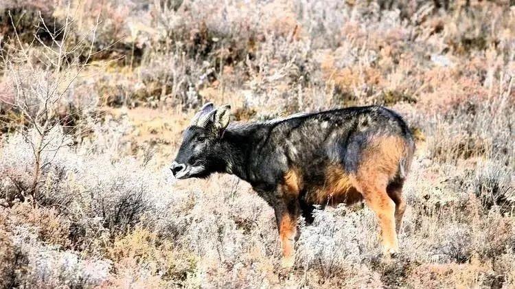 野生“山驴子”现身西藏，能在悬崖上飞奔，发飙时连野狼都敢打？