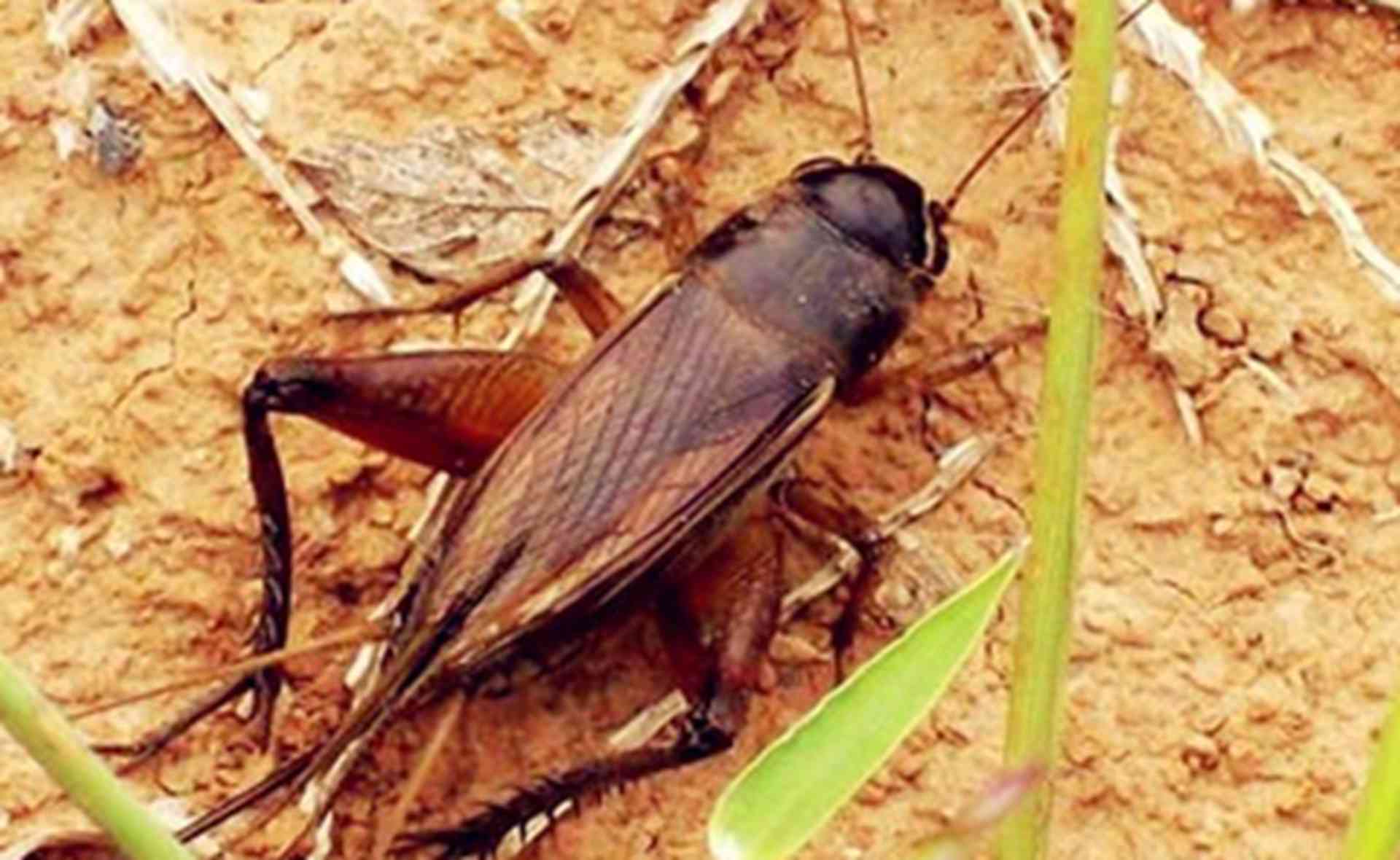 蟋蟀鸣声抑制法，加工厂降噪方案，隔音棉铺设技巧，缝隙要封严