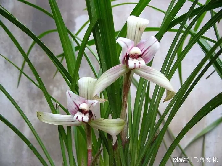 从少林寺到乐山大佛 只要违纪违法佛祖也不会保佑