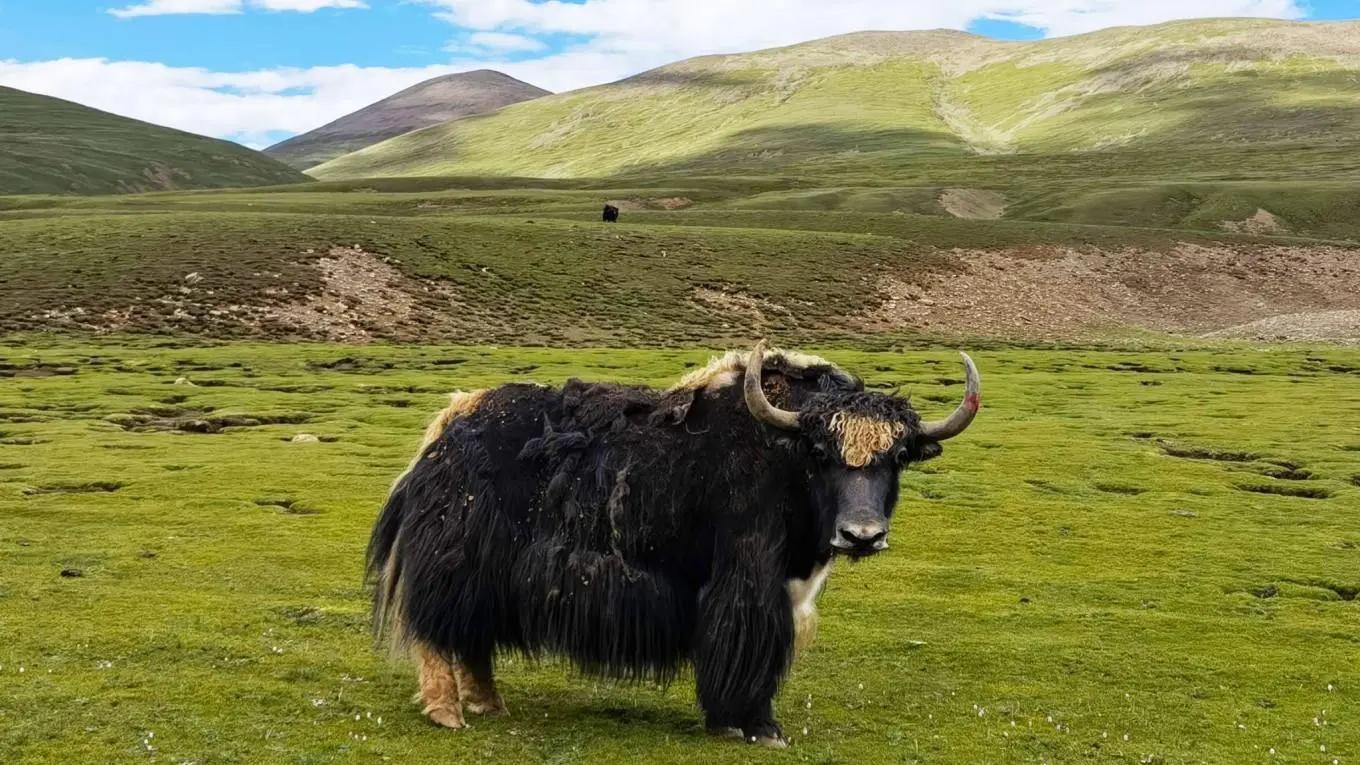 绿色牧草，红色花朵，牦牛的家园（牦牛写真）