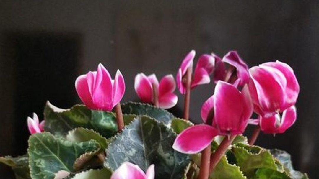 仙客来花后修剪，商场景观更新，残花清理时效，养分保留策略