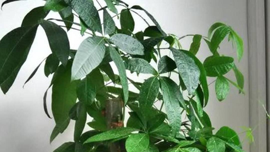 发财树气根，诱导培育技巧，热带风格餐厅，湿度要维持