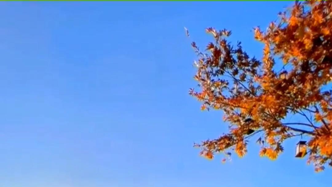 雀尾螳螂虾为何如此厉害？