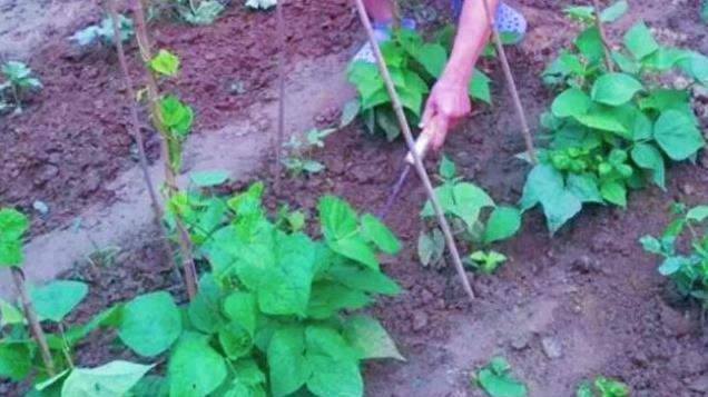 种植西红柿、豆角的注意了，不要忘记用这两种肥料，开花结果更多