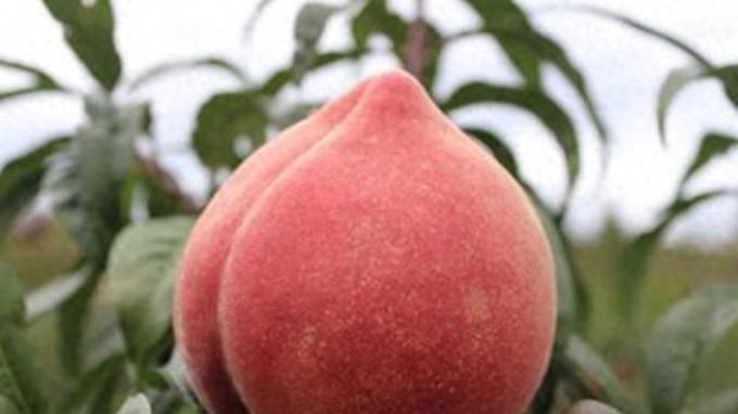 老神仙为救人，把一颗桃核抛下凡间，结果几日后，老神仙懊悔不已