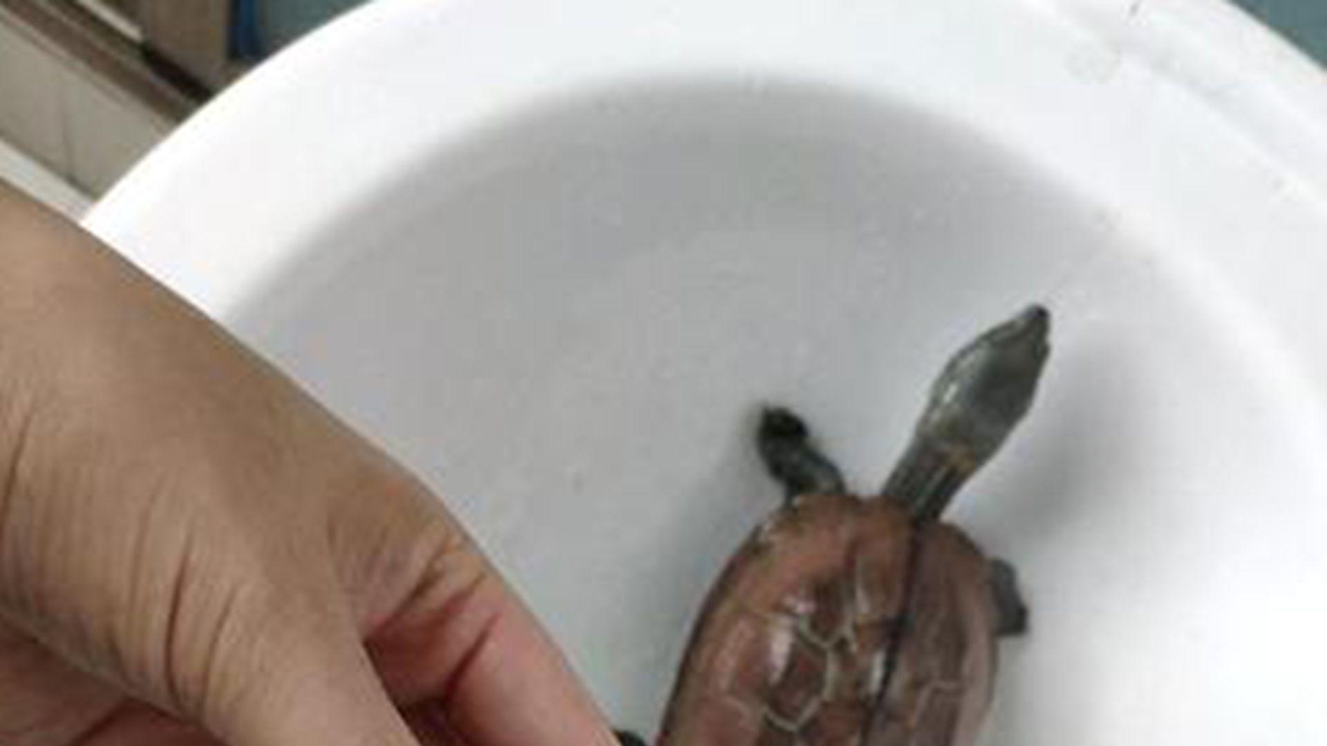 金钱龟仿生孵化，循环水系统，生态农庄创新，幼龟存活九成