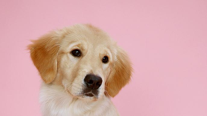 金毛犬的一天：如何科学规划大犬的饮食与运动