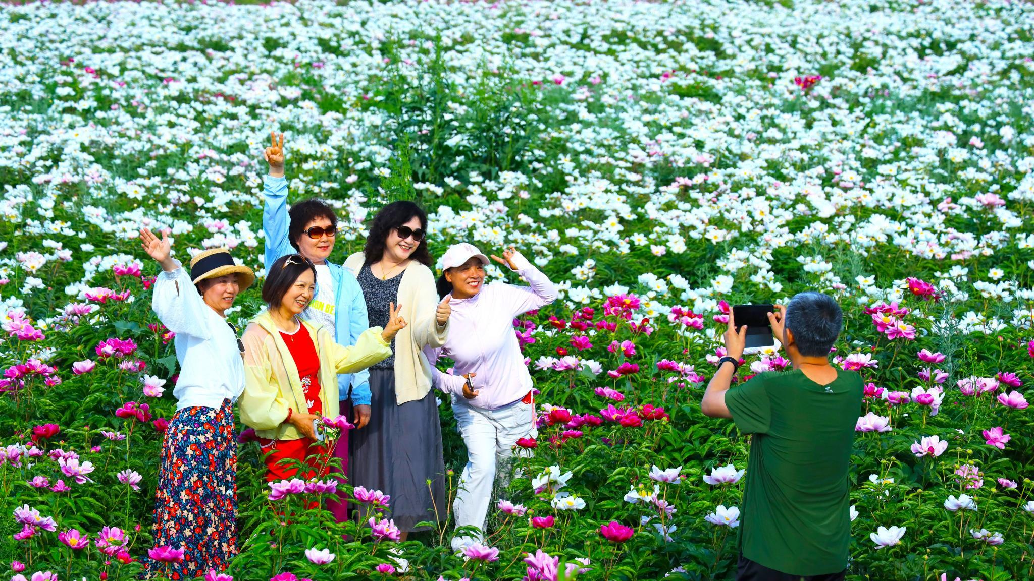 北方500亩芍药绽放，场面壮观引人流连