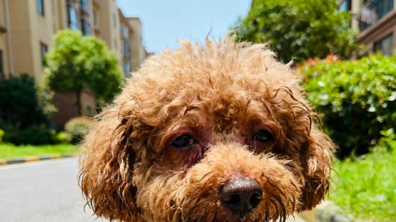 宠物急救指南：关键时刻能救命的5个步骤