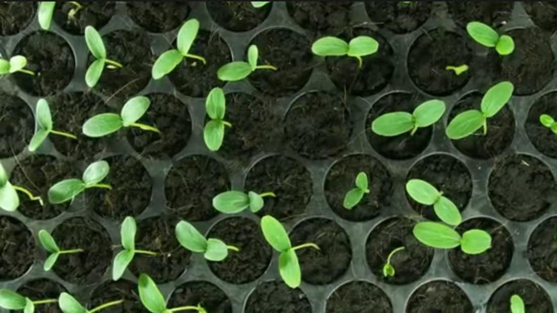 生物育种的伦理困境——谁有权决定我们吃什么？