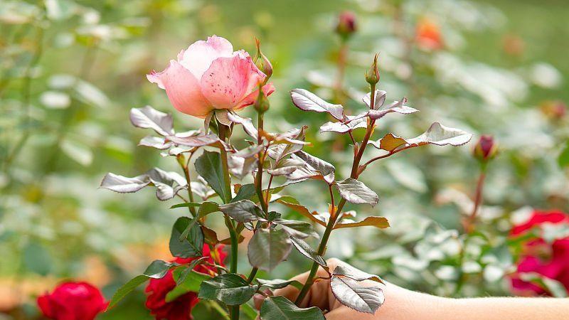 月季施肥秘诀：侧芽笋芽齐发，花繁叶茂！（技巧分享）