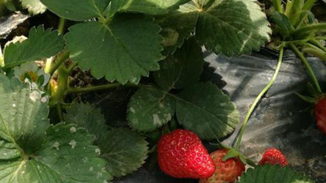 草莓避雨棚架，台风季节，公寓厨房，回乡青年谈