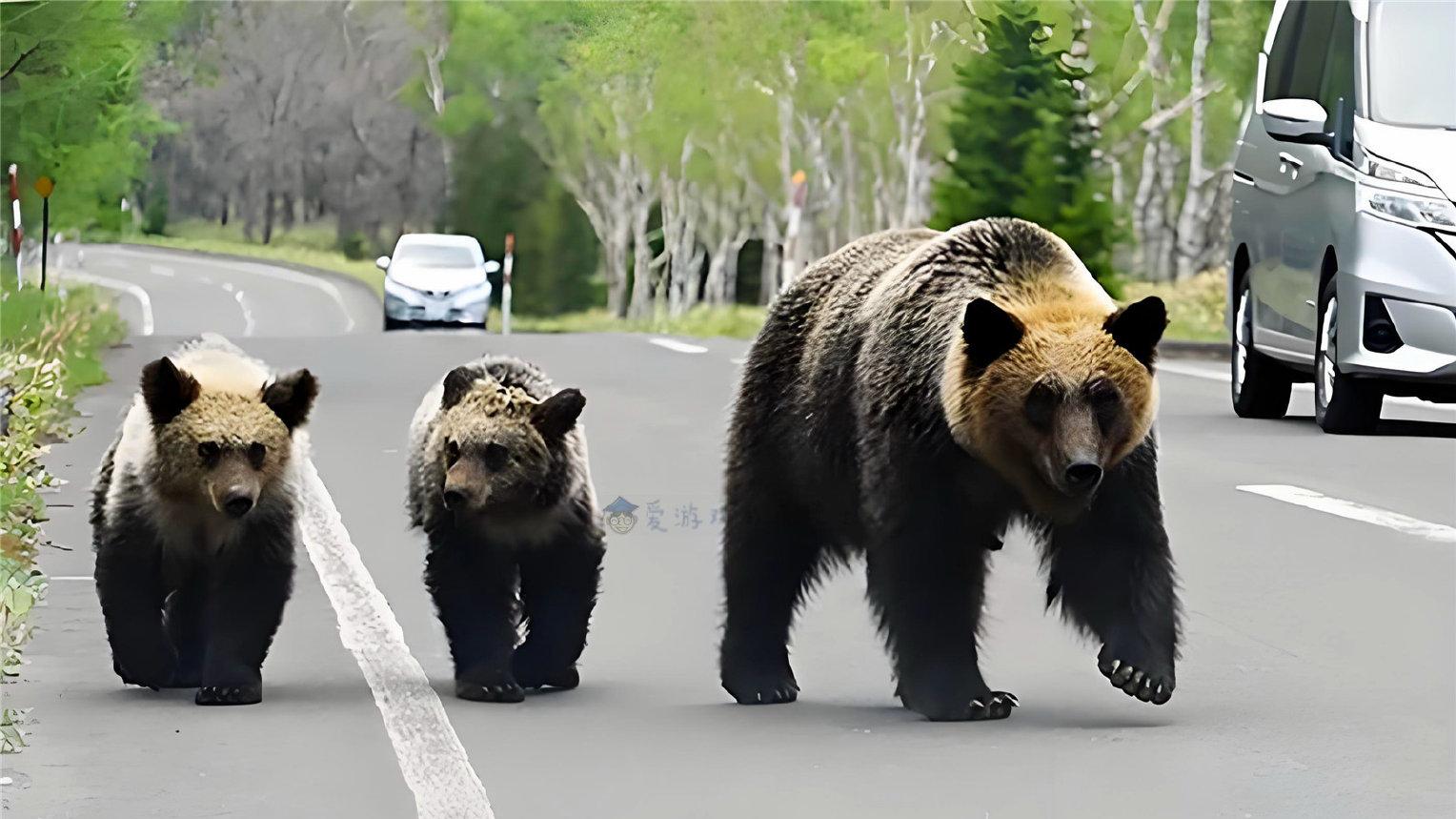 日本律师主张用刺刀就能搞定熊，网友查了他的经历后，风向逆转