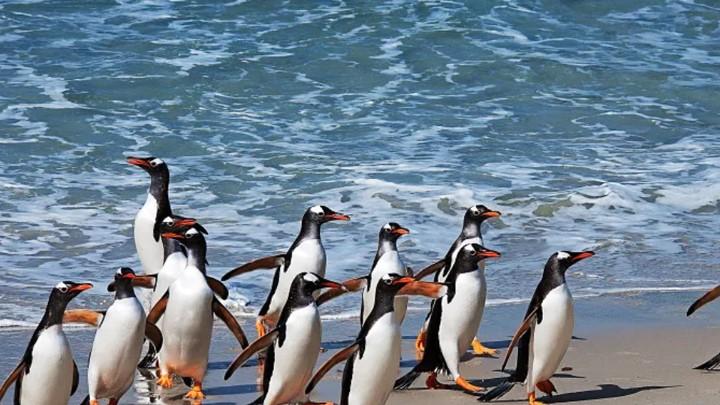 想便宜去南极🐧盯住这点就够了 朝闻旅行 I 南极