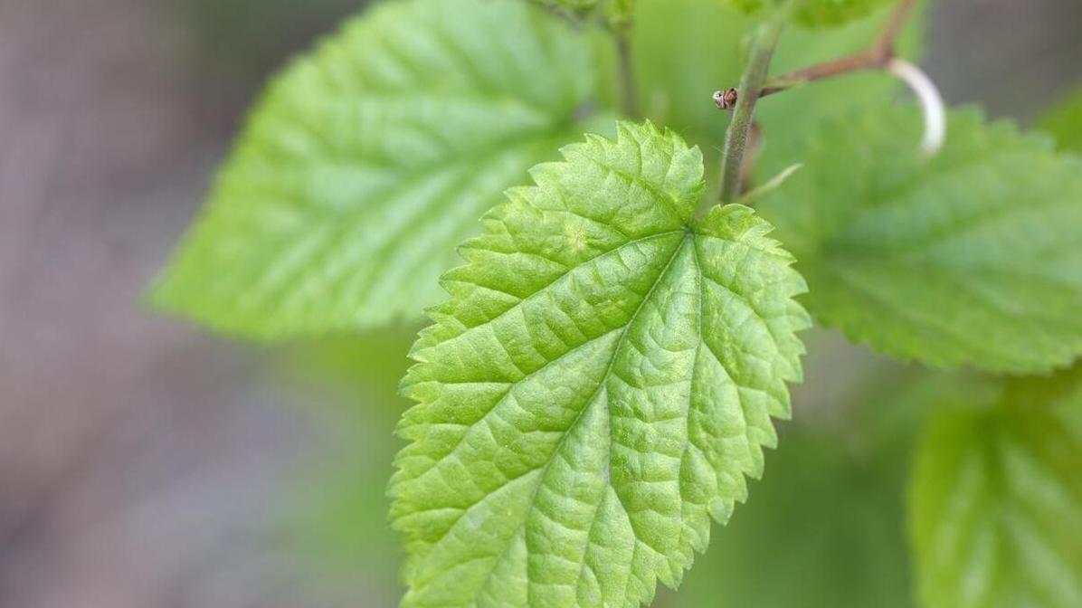 重新发现桑叶和鹅蛋的组合之美，省钱又美味