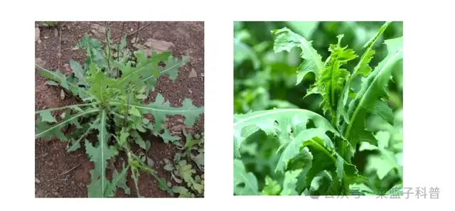 生菜：跨越千年的环球变身记