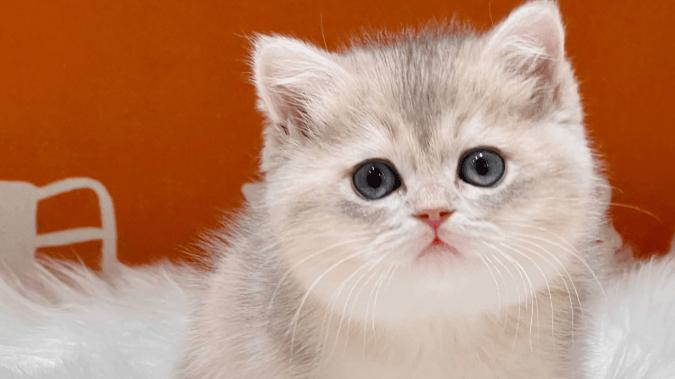 2025 宠物空气净化器推荐：这 3 款高性价比清单，不花冤枉钱