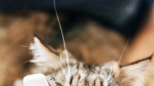 给猫梳毛时，它突然翻脸咬人是怎么回事？