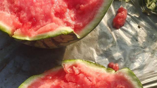 吉甜盛美西瓜种子哪里有售