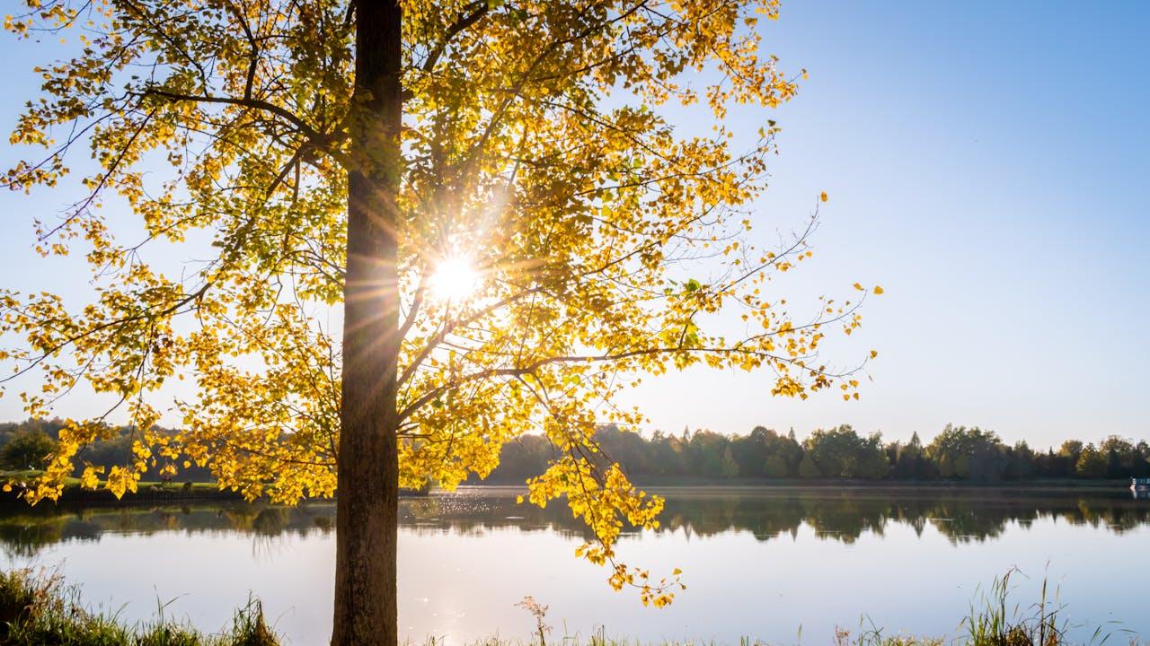 与一棵树的生命契约