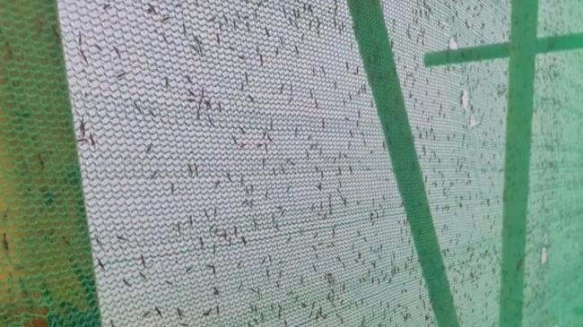 热搜第一的“行走硫酸”：豫冀鲁三地隐翅虫伤人事件持续引发关注