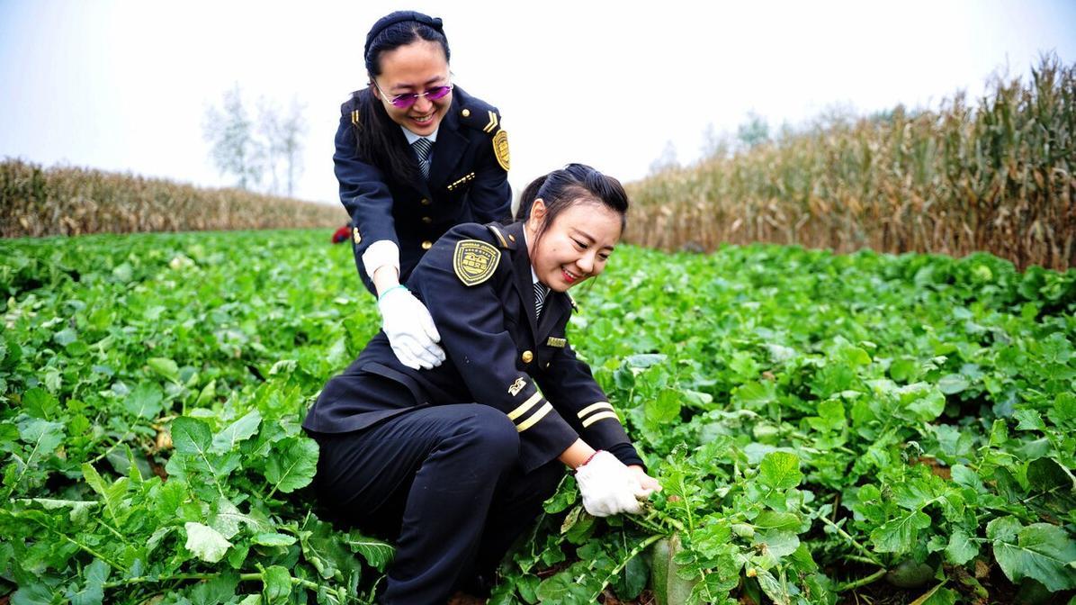 叶菜、瓜果、根茎类蔬菜施肥技巧，轻松实现高产梦！