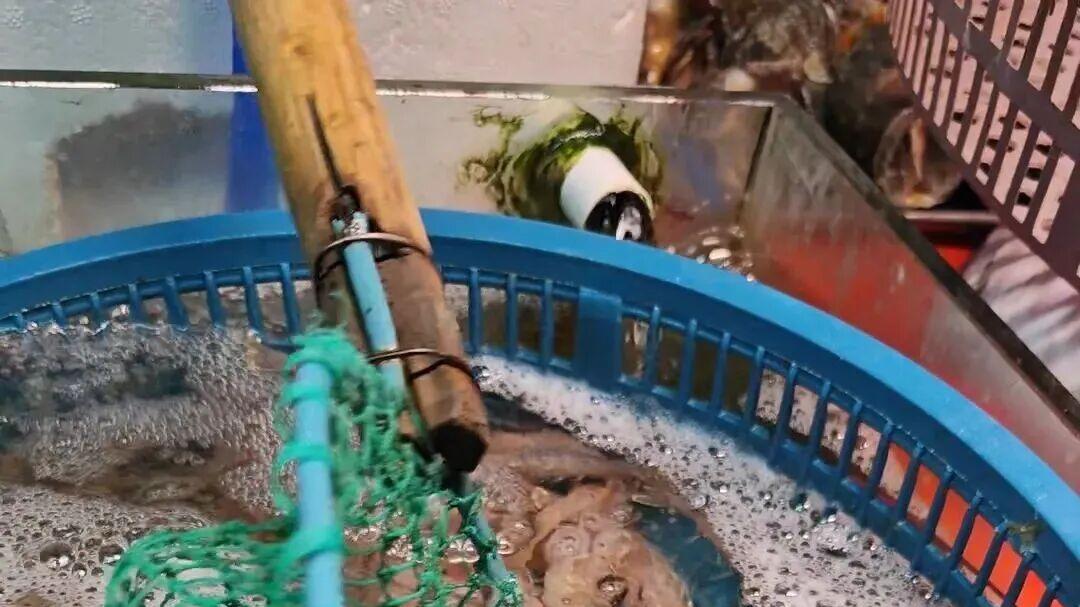 短八带38元一斤、活立虾65元一斤！青岛人爱的“冬季三鲜”，现在最肥美