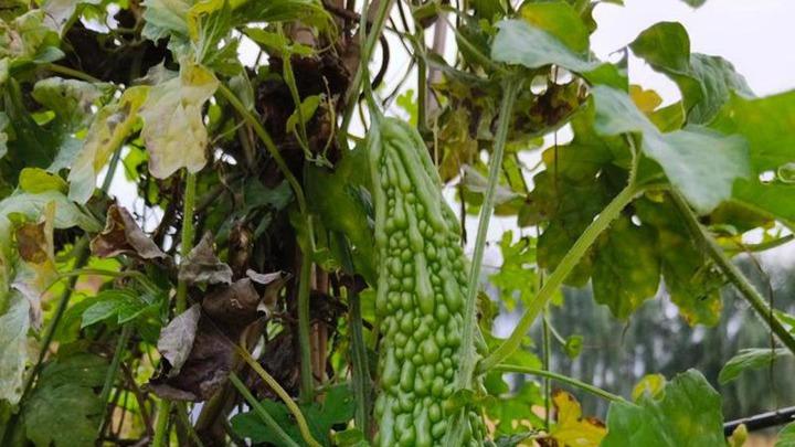 黄瓜、苦瓜、豆角种植技巧，合理搭配叶面肥，有效提升肥效