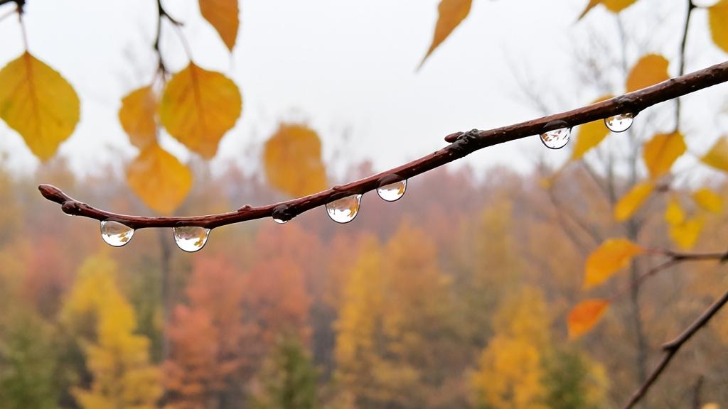 散文｜秋雨