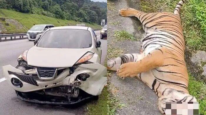 全球现存最少虎亚种又遭“路杀”，每一次撞击，都在加速它的灭绝