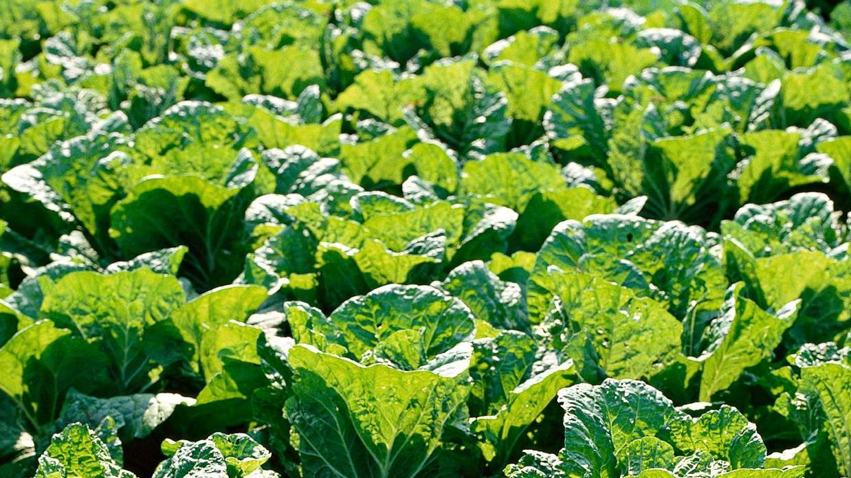 大白菜根下的小坏蛋，怎么对付它们？