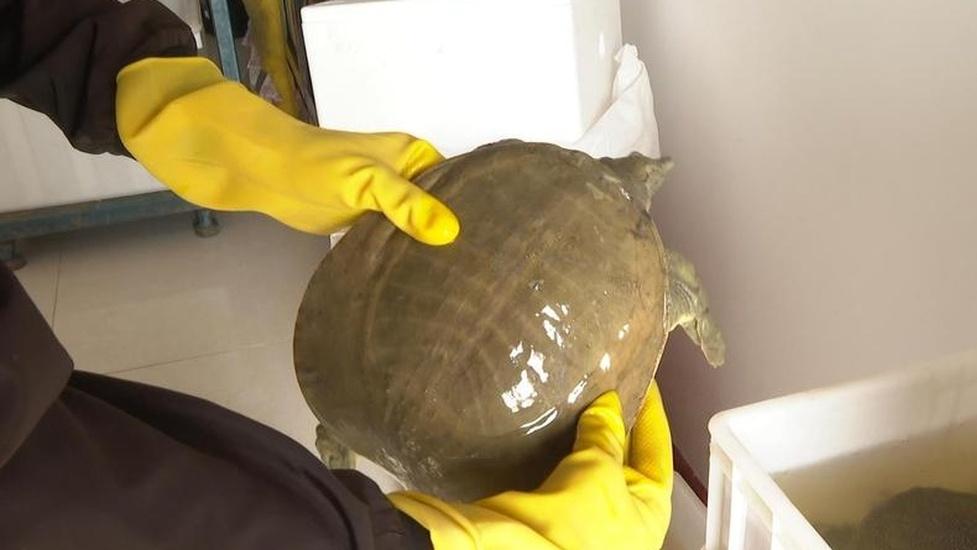 挖掘本地养鳖服务资源，利用专业服务支持，解决养殖难题​