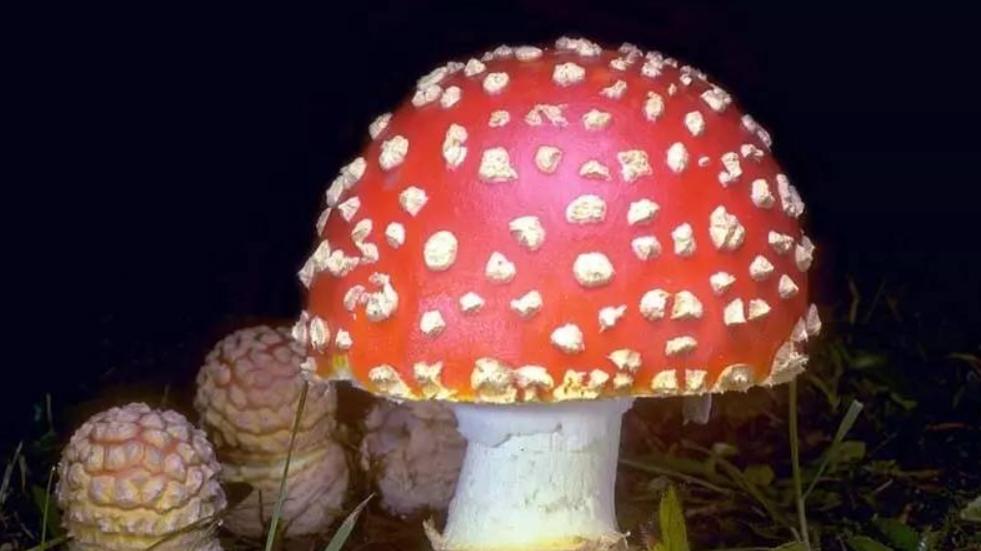 带给我童年阴影的“罩纱女人”却忍不住一遍遍翻看