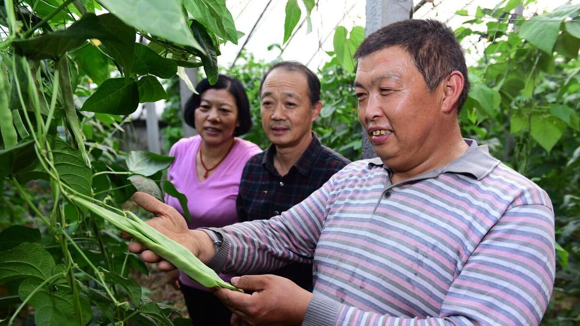 老菜农的种菜秘诀：满满干货助你丰收