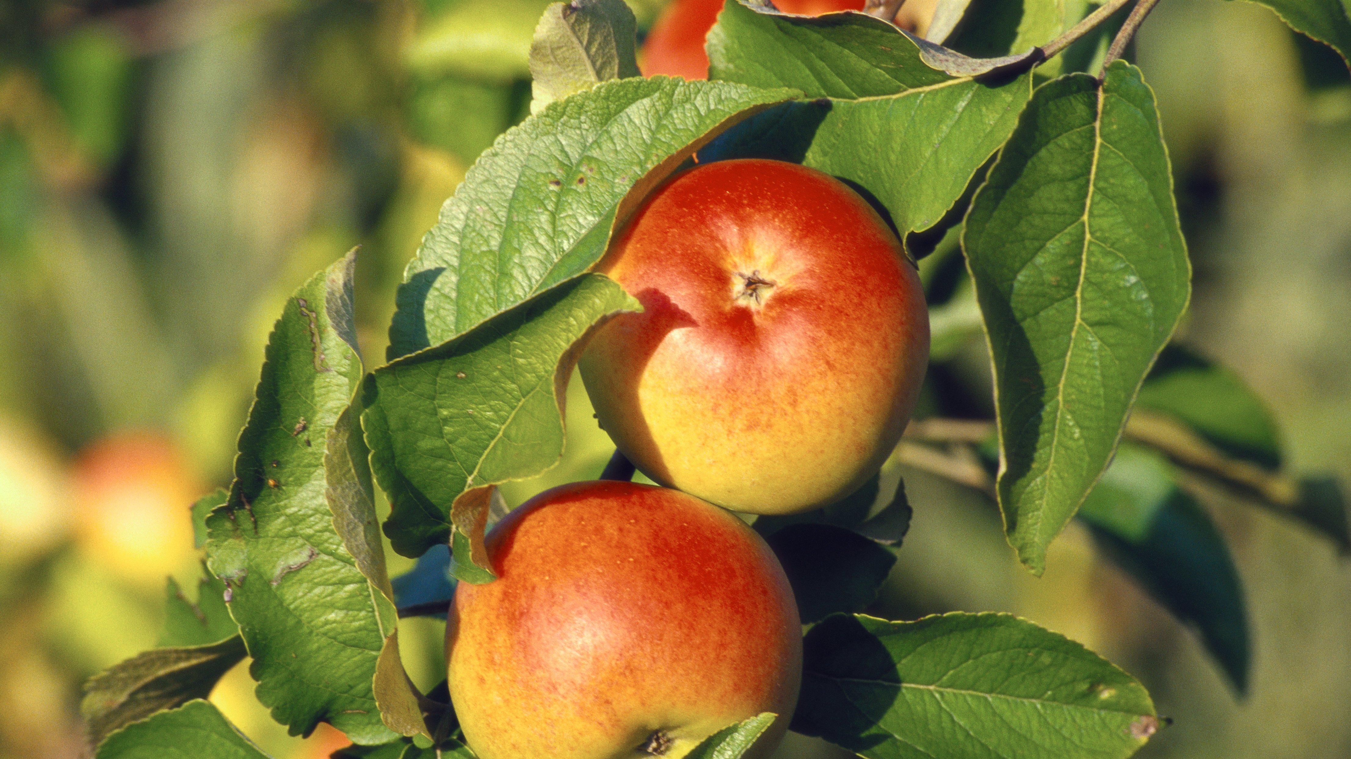 勋章为什么总在“关键时刻”闪光