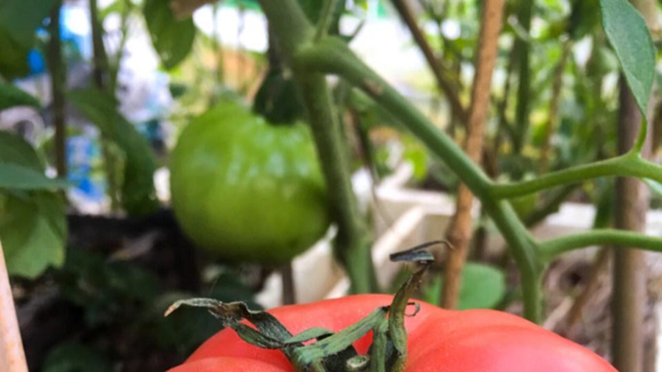 种植番茄产量一直不高还生病？不妨试试这样做！