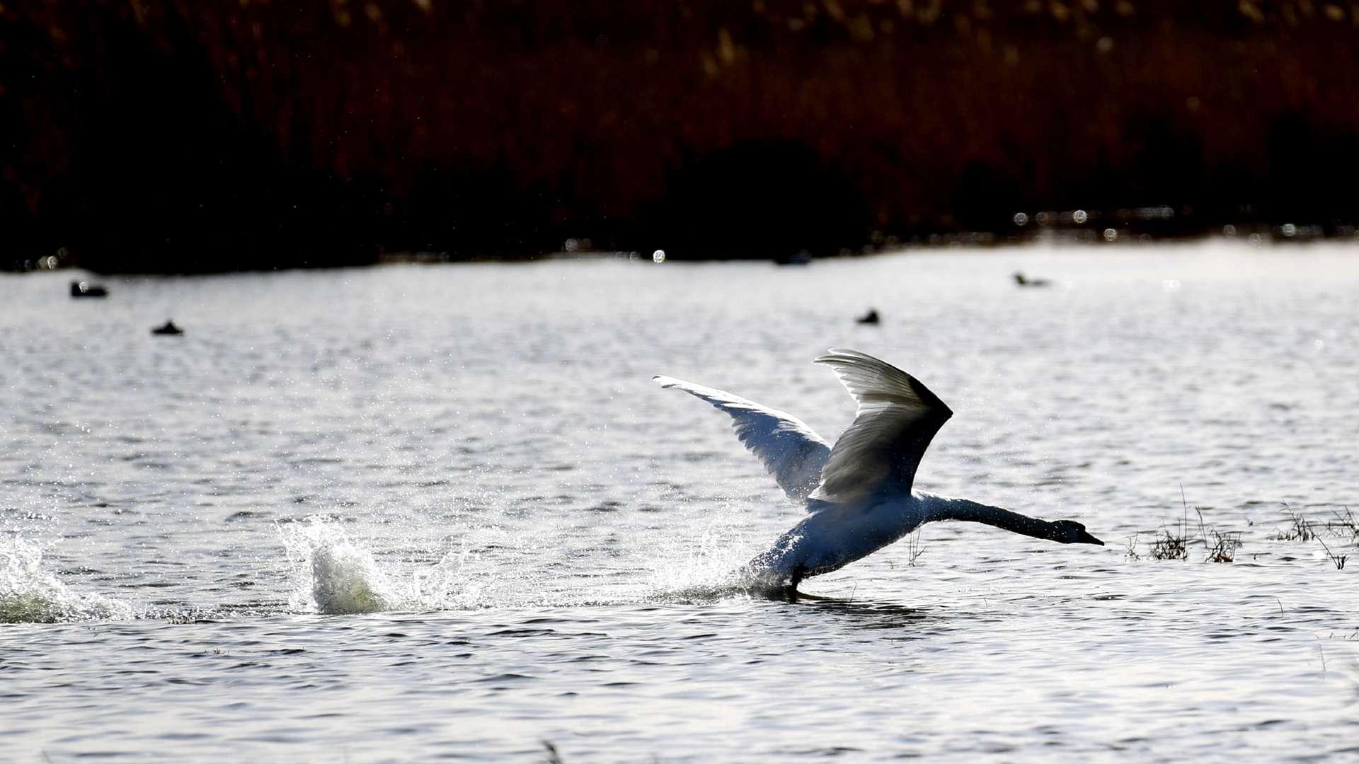 亲子关系图谱建，四月近交系数降，圈养疣鼻天鹅群，羽毛制品出口增