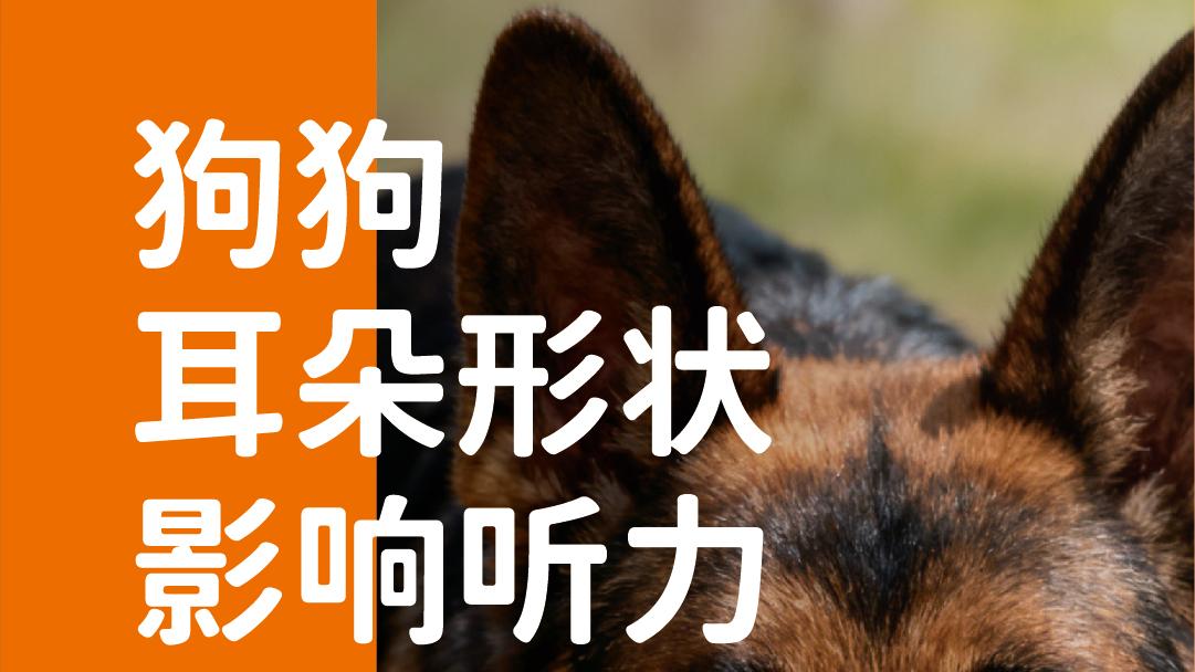 象乡宠物食品 | 狗狗耳朵形状影响听力
