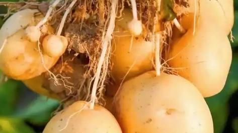 春天土豆种植技巧分享，科学管理促高产，结薯多品质优