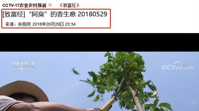 2018年，海南村民花5000买根木头，结果是沉香，1克就上万