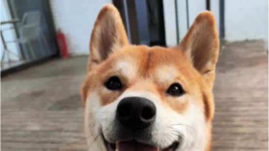 你知道狗粮怎么挑选好坏吗？狗粮十大排行榜推荐，教你挑选好狗粮