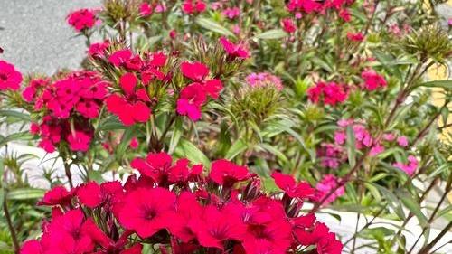 石竹抗UV-B突变体，台湾高山强辐射，防紫外线棚膜，花瓣褪色抑制