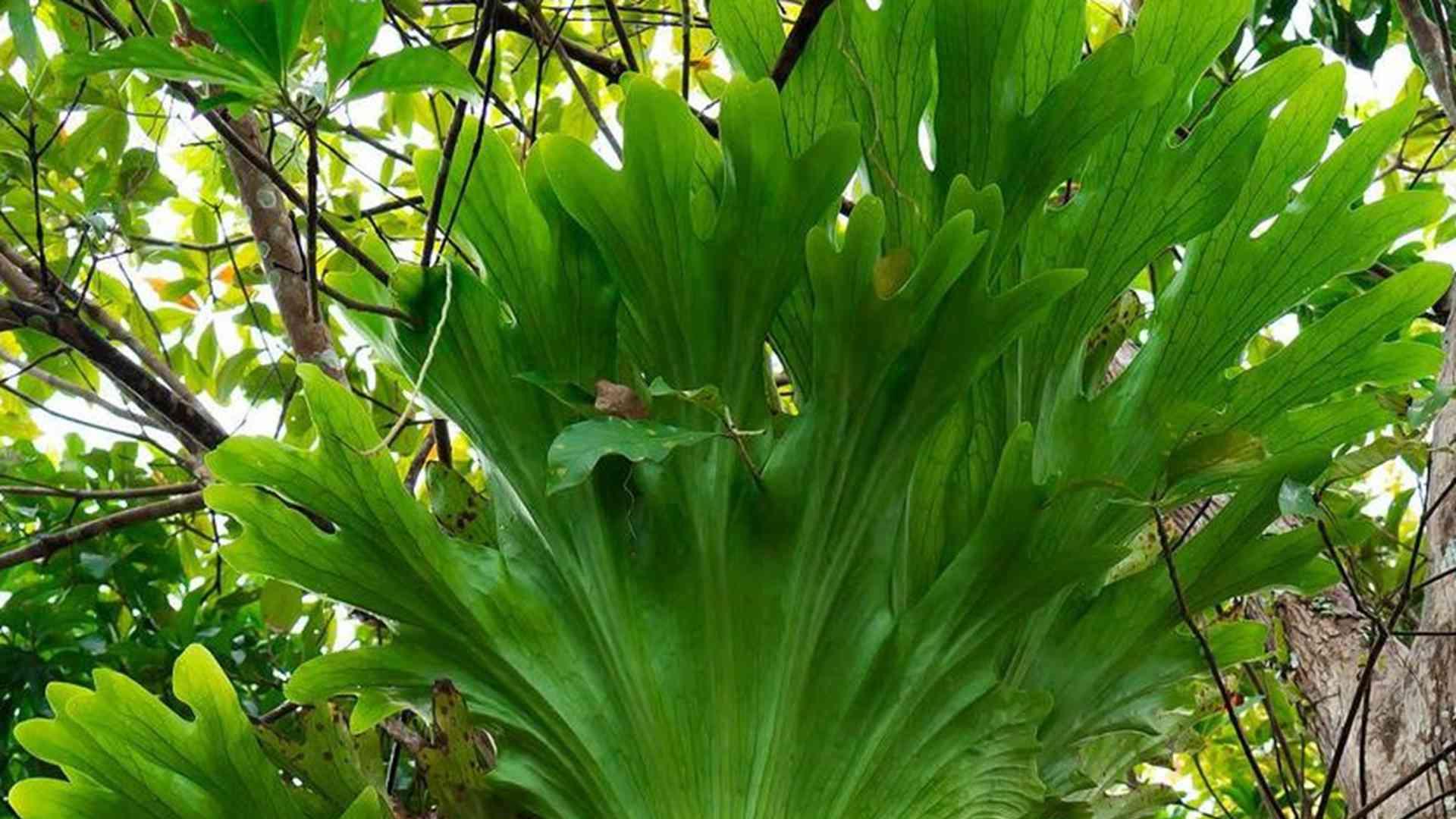 鹿角蕨附生特性解析，雨林缸造景实践应用，生态公司湿度恒定方案探讨