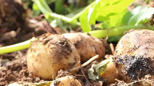 土豆个头小产量低的原因分析，多数农户易犯的几个误区，科学种植提升产量