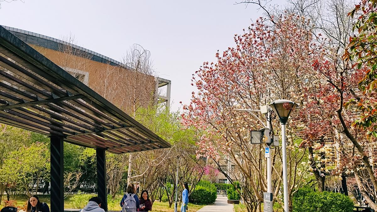 最美校园行，在北京外国语大学寻春天的气息